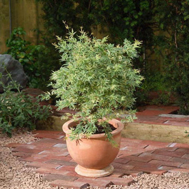 Acer palmatum 'Butterfly' image