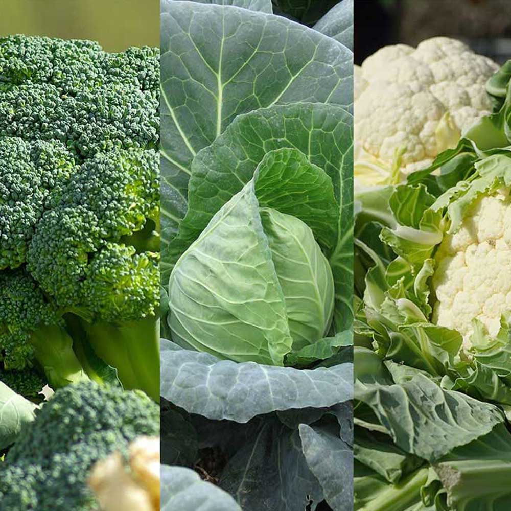 Early Brassica Collection image