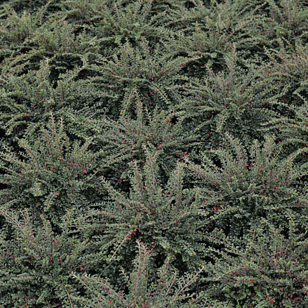 Cotoneaster adpressus 'Little Gem' image