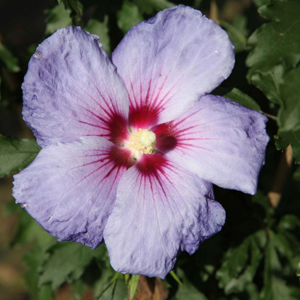 Hibiscus shop blue chiffon
