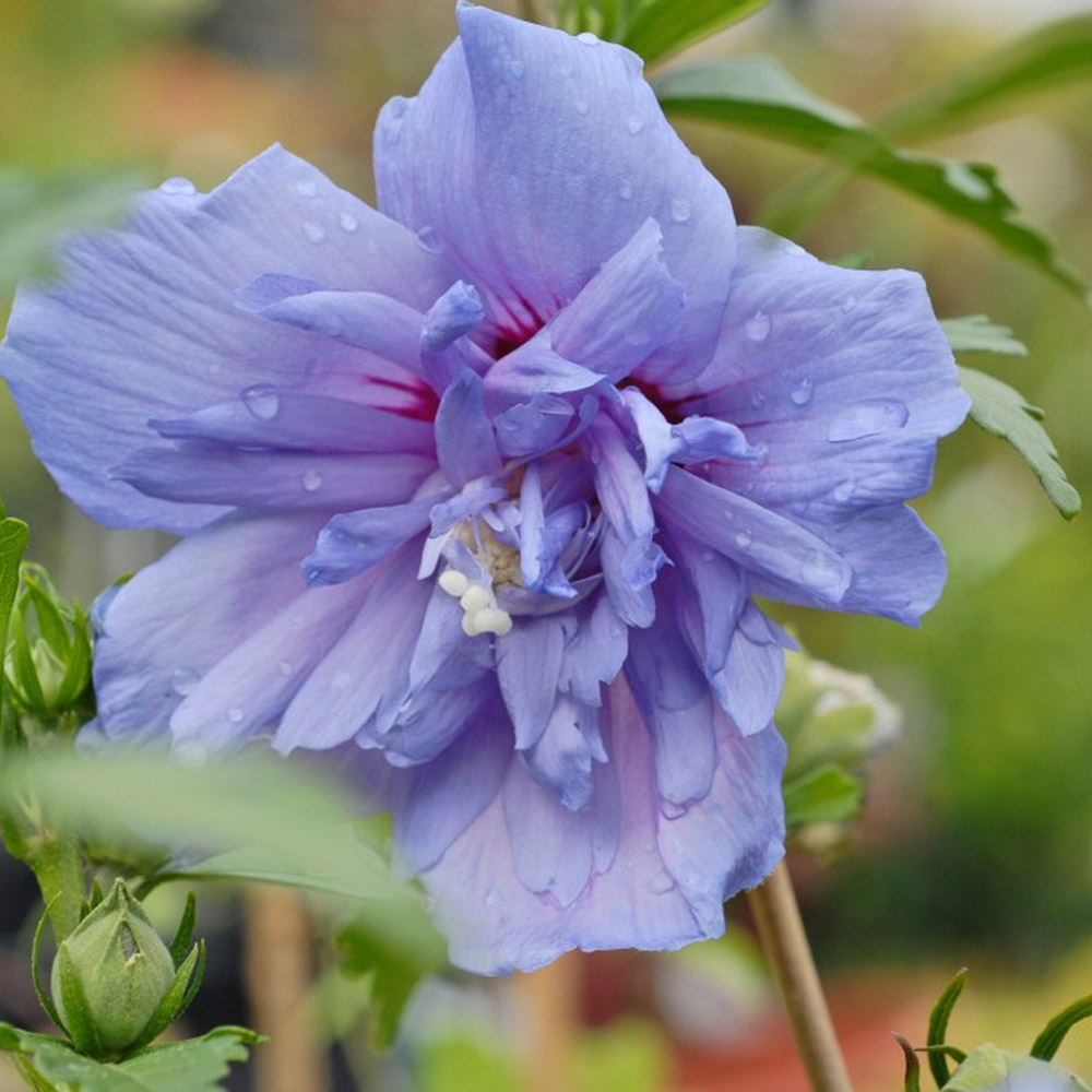 Hibiscus syriacus 'Blue Chiffon' image