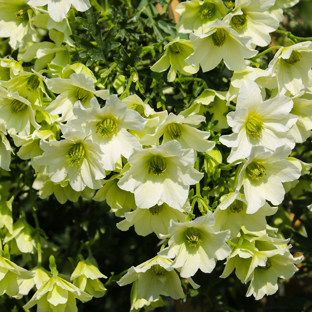 Clematis 'Early Sensation' image