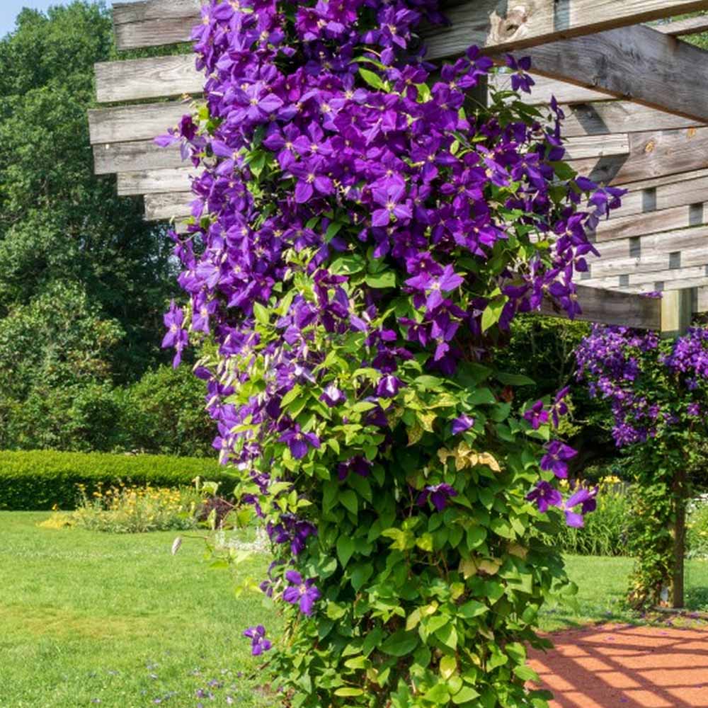 Clematis Plant - Jackmanii | Dobies