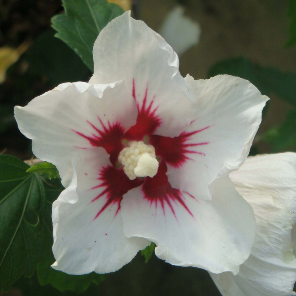 Hibiscus syriacus 'Red Heart' image