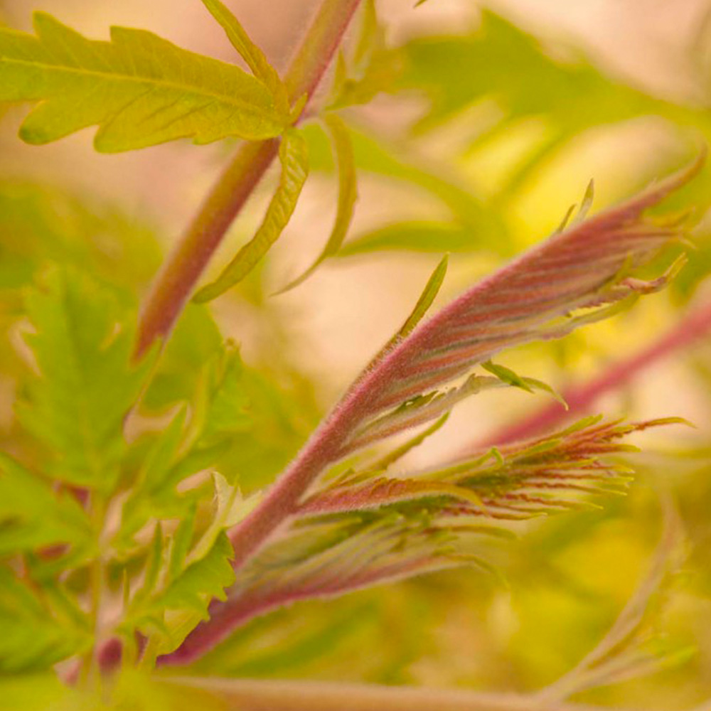 Rhus typhina 'Tiger Eyes' image