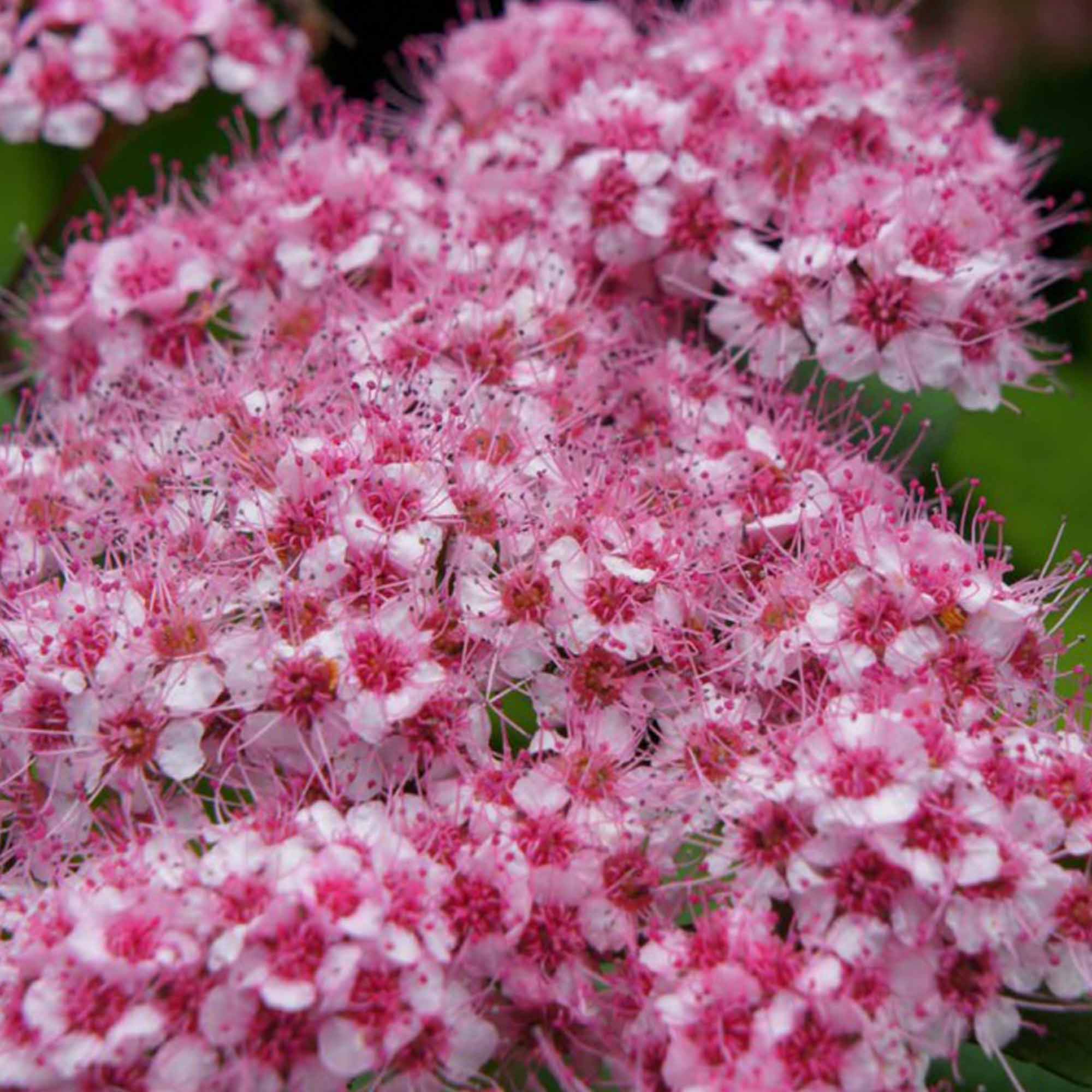 Spiraea 'Sparkling Champagne' image