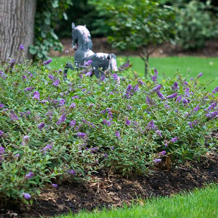 Buddleja 'Lo & Behold - Purple Chip' image