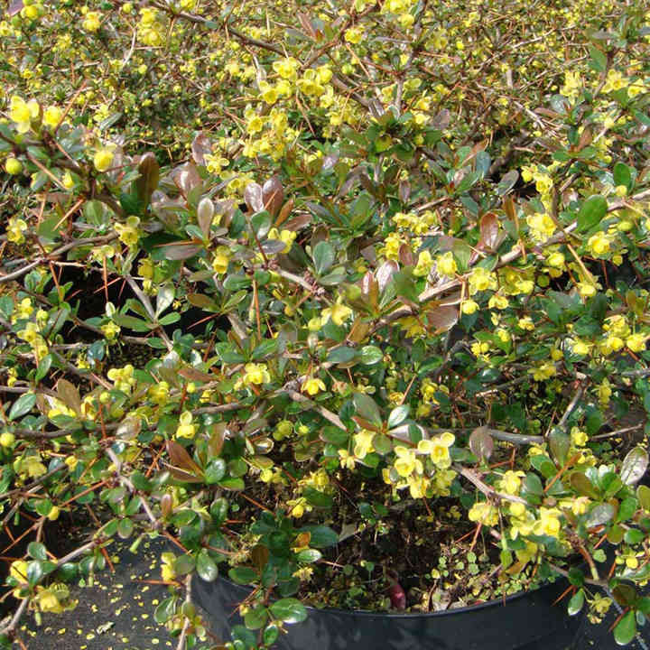 Berberis x media 'Red Jewel' image