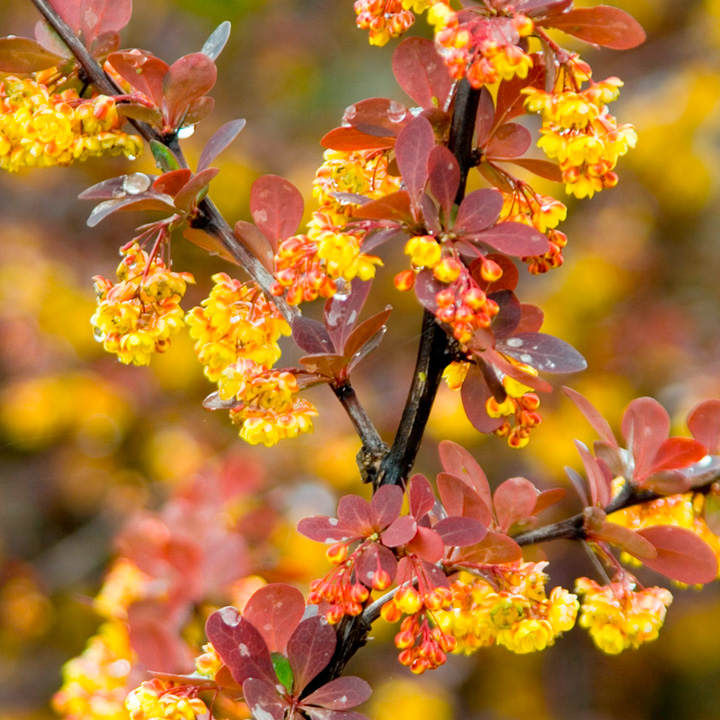 Berberis ottawensis Plant - Superba image