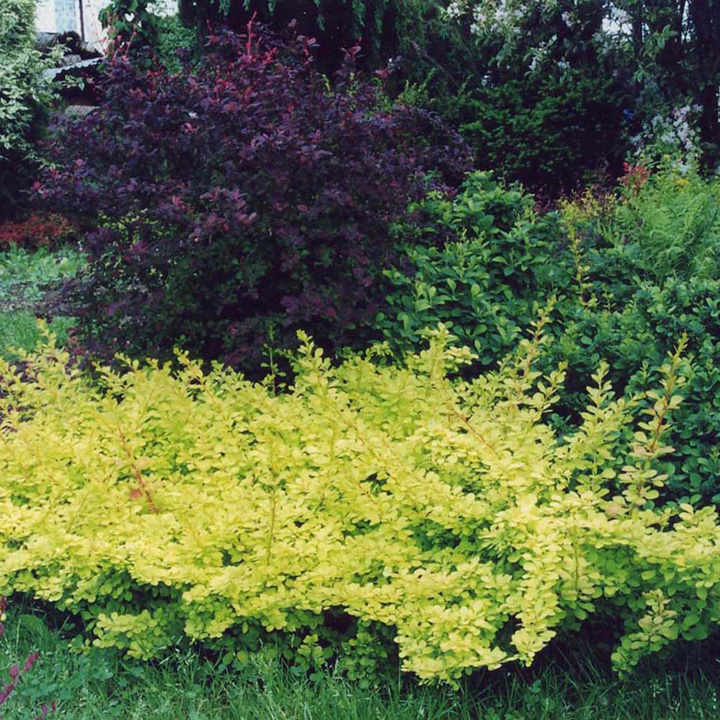 Berberis thunbergii 'Golden Carpet' image