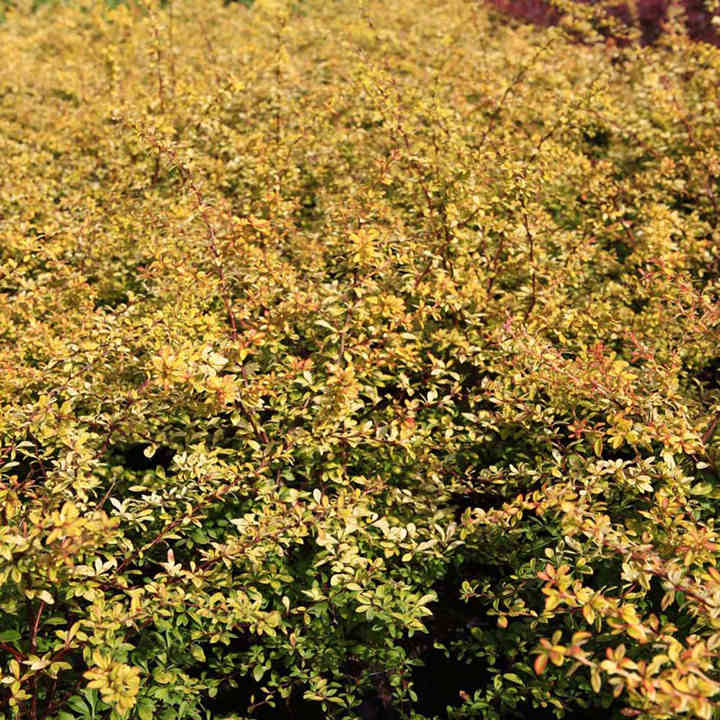 Berberis thunbergii Plant - Golden Dream image