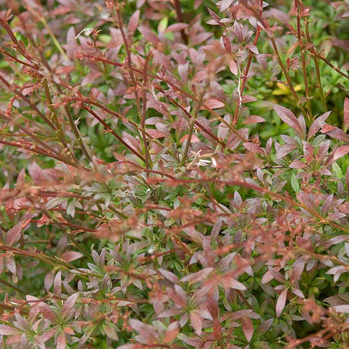 Berberis thunbergii 'Red Dream' image