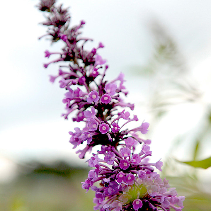 Buddleja 'Argus Velvet' image