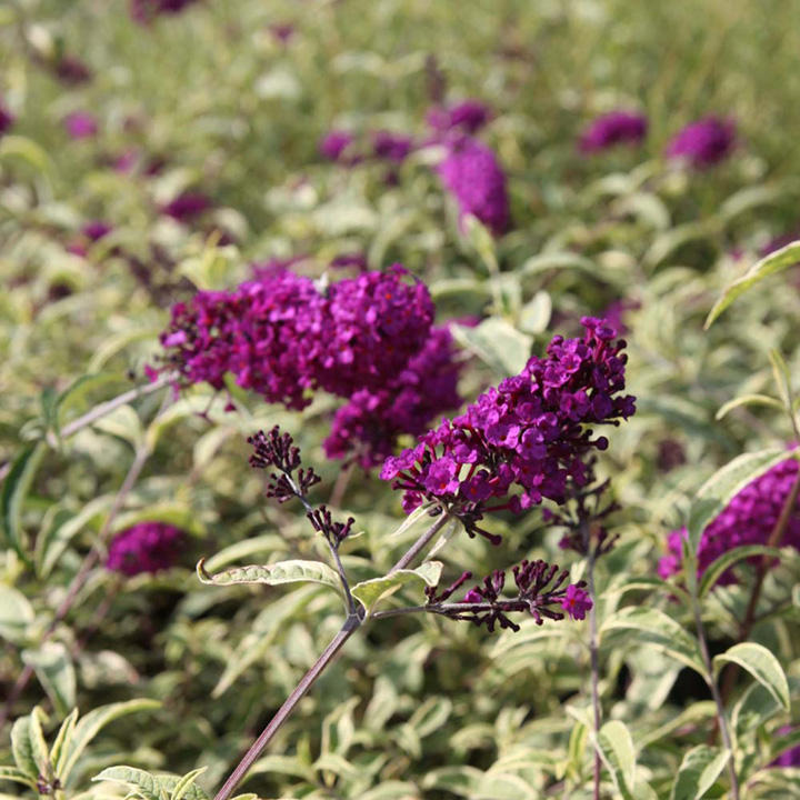 Buddleja davidii 'Masquerade' image