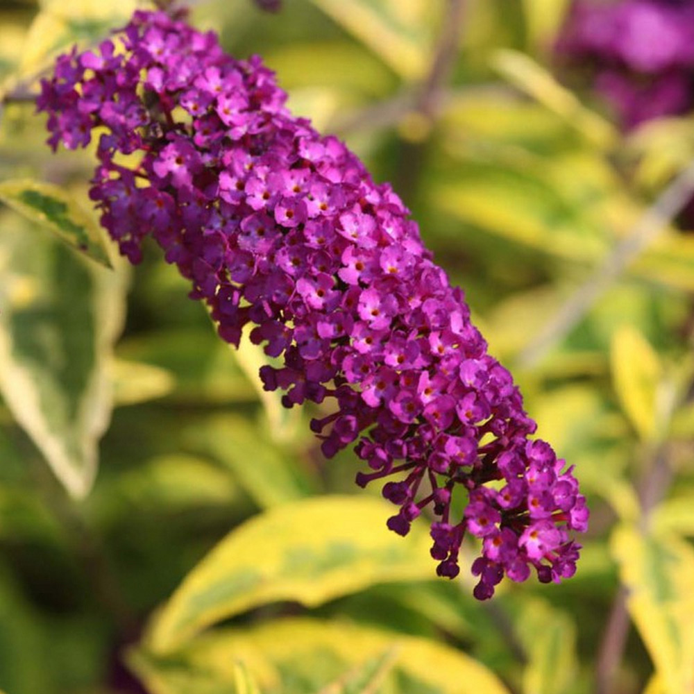 Buddleja davidii 'Santana' image