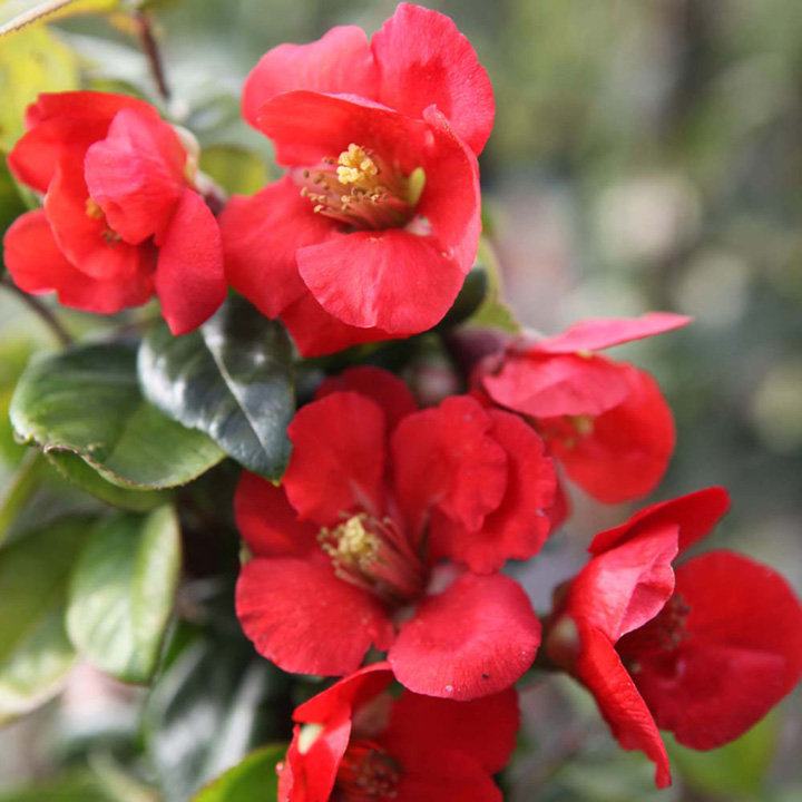 Chaenomeles x superba 'Fascination' image