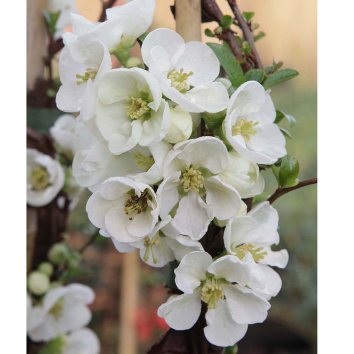 Chaenomeles x superba 'Jet Trail' image