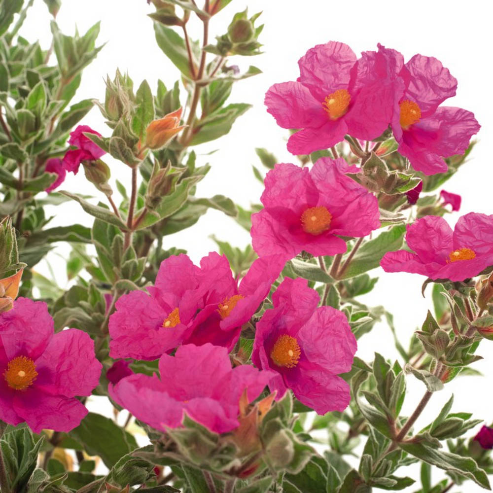 Cistus x pulverulentus 'Sunset' image