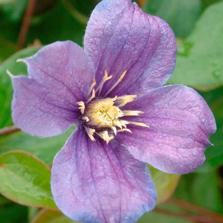 Clematis 'Arabella' image