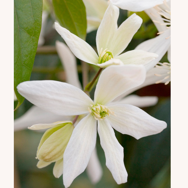 Clematis armandii image