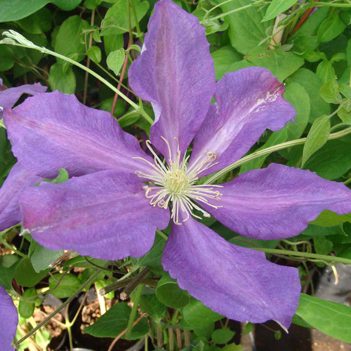 Clematis 'Luther Burbank' image