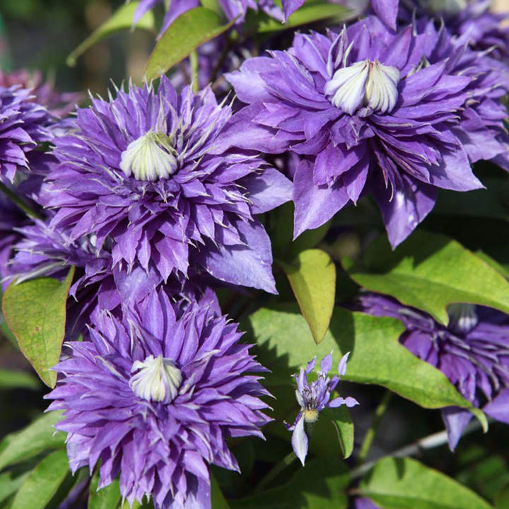 Clematis 'Multi Blue' image