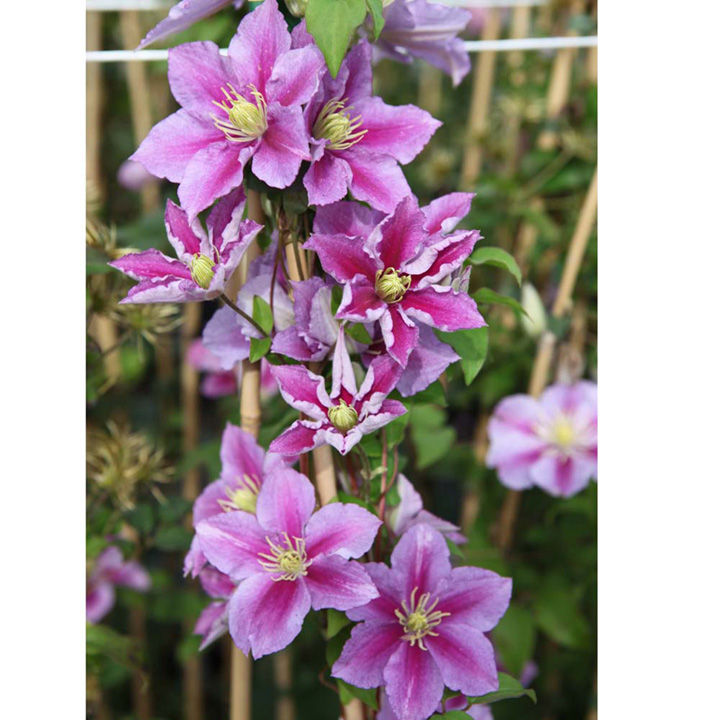 Clematis 'Piilu' image