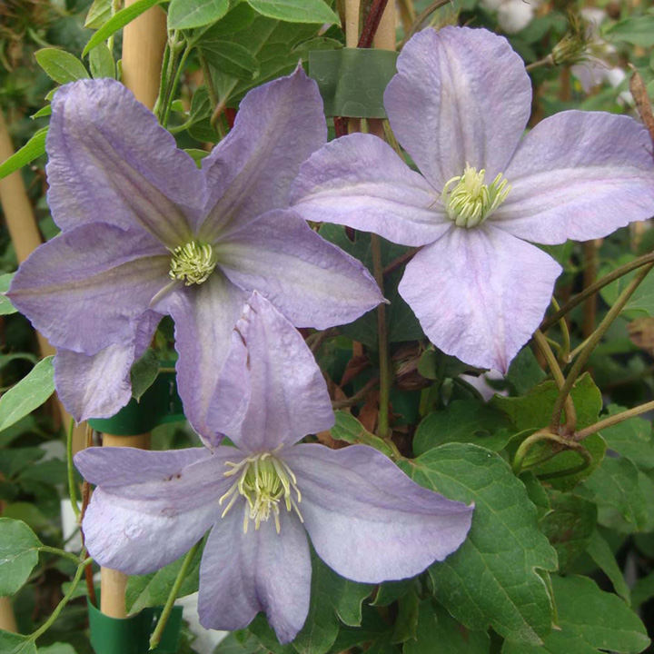 Clematis 'Prince Charles' image