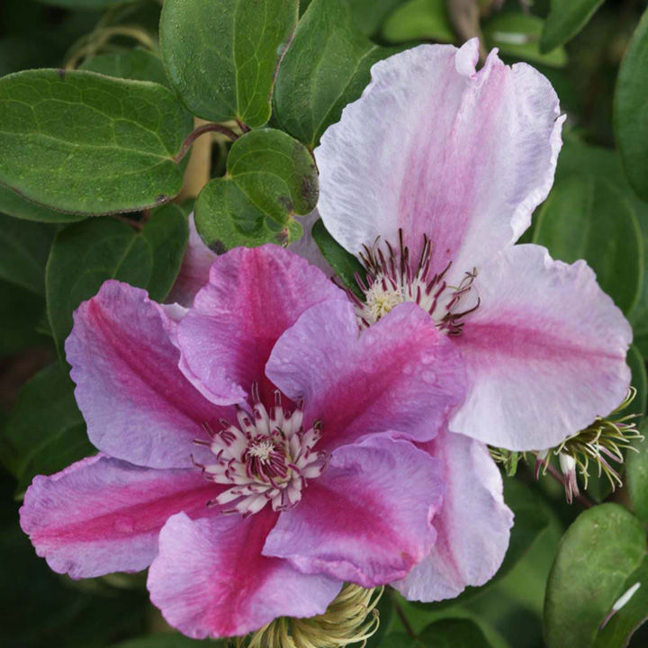 Clematis 'Tudor' image