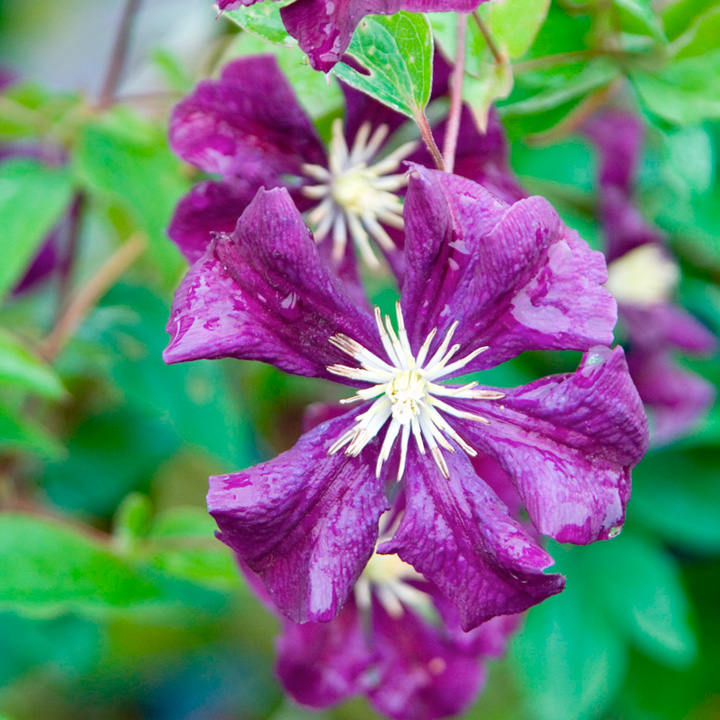 Clematis 'Étoile Violette' image