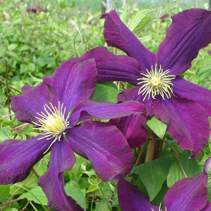 Clematis 'Warszawska Nike' image