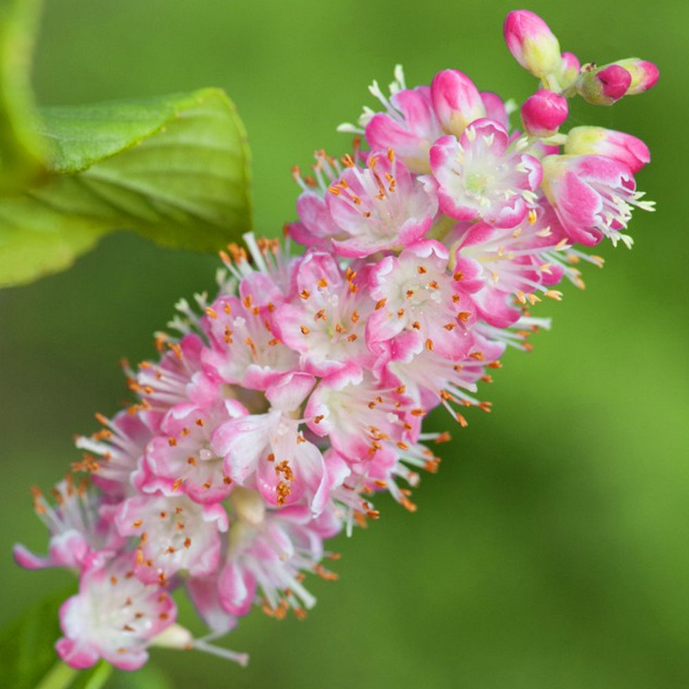 Clethra alnifolia 'Ruby Spice' image