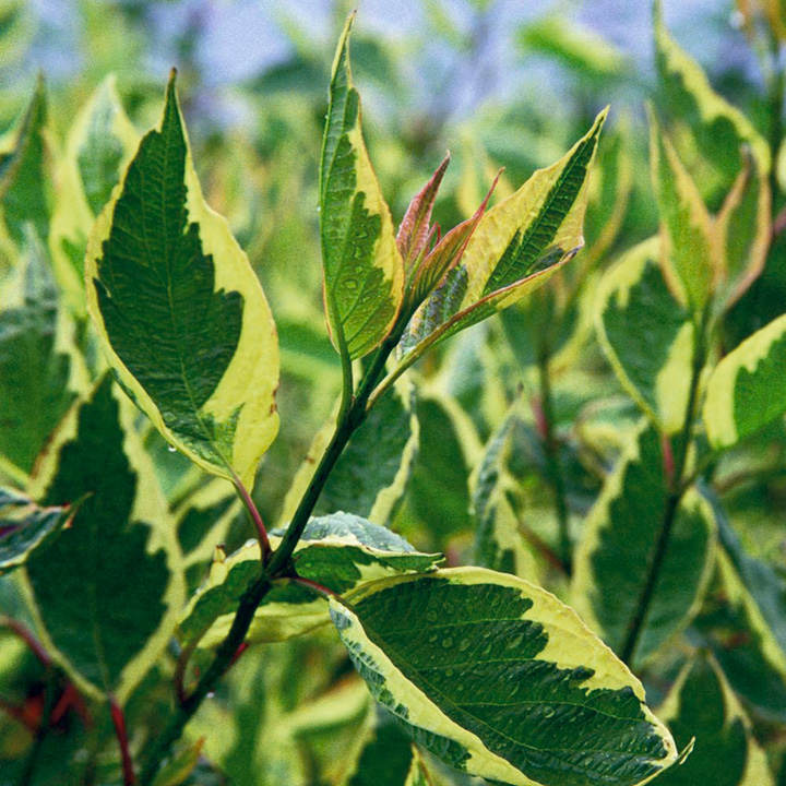 Cornus alba 'Cream Cracker' image