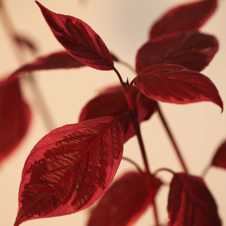 Cornus alba 'Sibirica Variegata' image