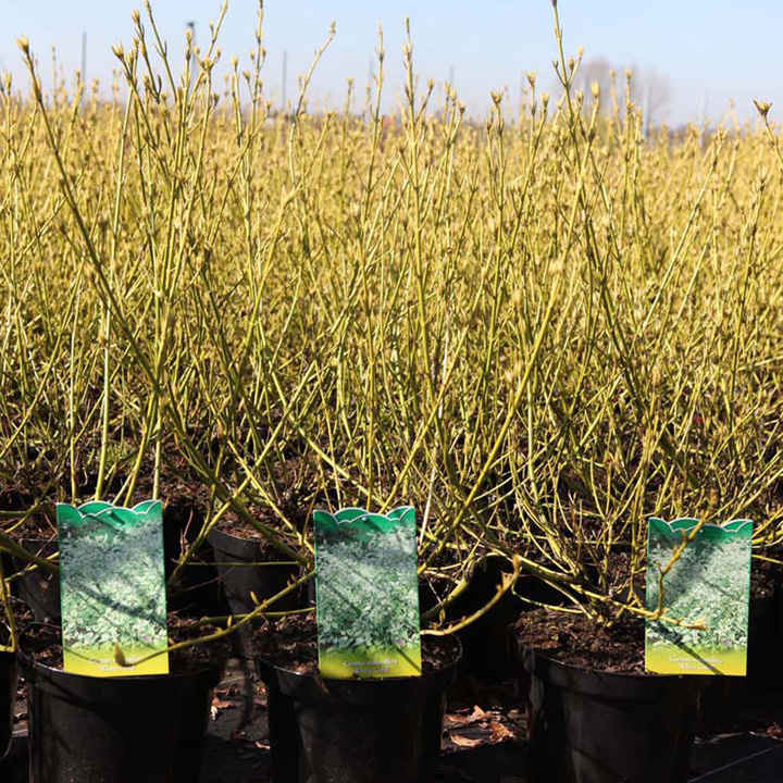 Cornus sericea 'White Gold' image