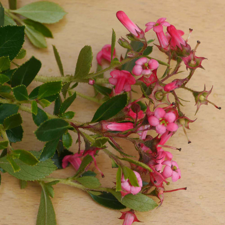 Escallonia rubra 'Macrantha' image