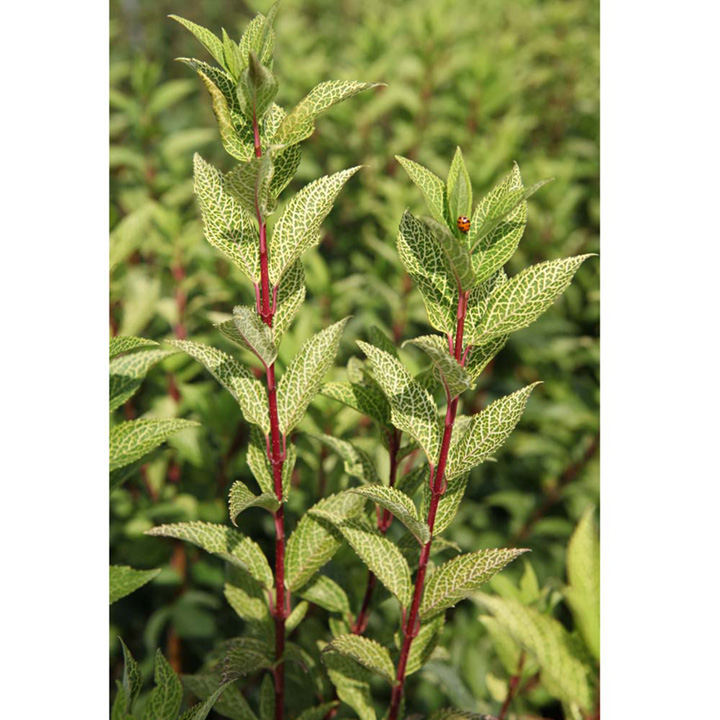 Forsythia koreana 'Kumsum' image