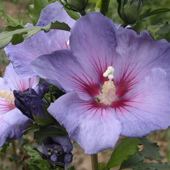 Hibiscus syriacus 'Azurri' image