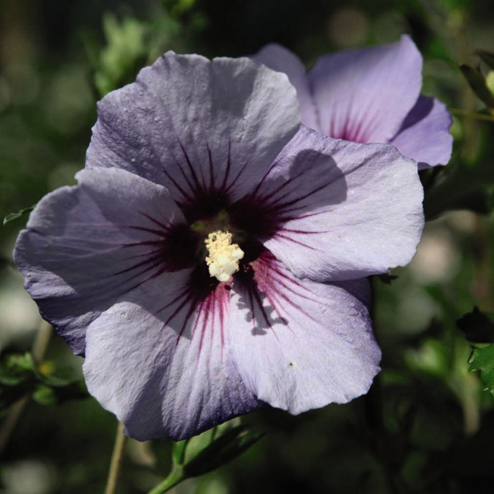 Hibiscus syriacus 'Oiseau Bleu' image