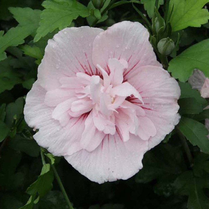 Hibiscus syriacus 'Pink Chiffon' image