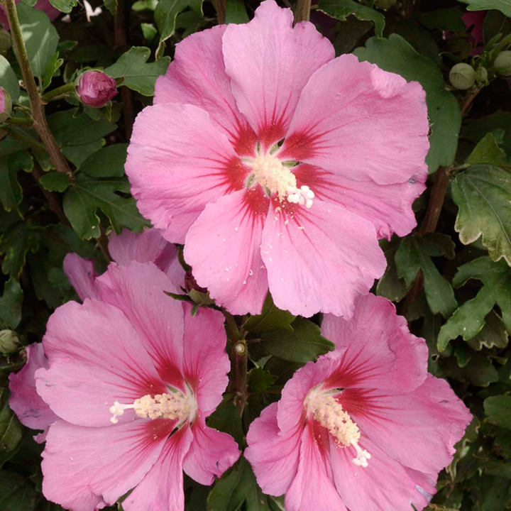 Hibiscus syriacus 'Pink Giant' image