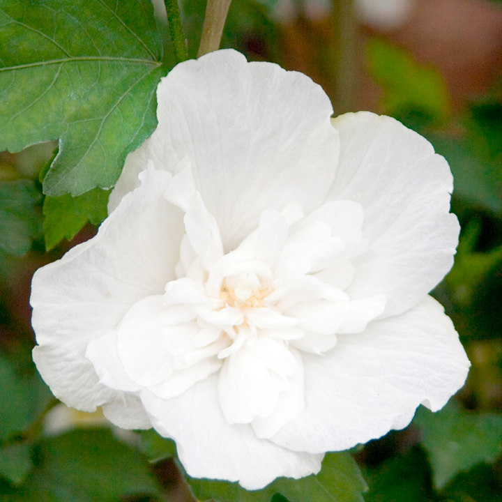 Hibiscus syriacus 'White Chiffon' image