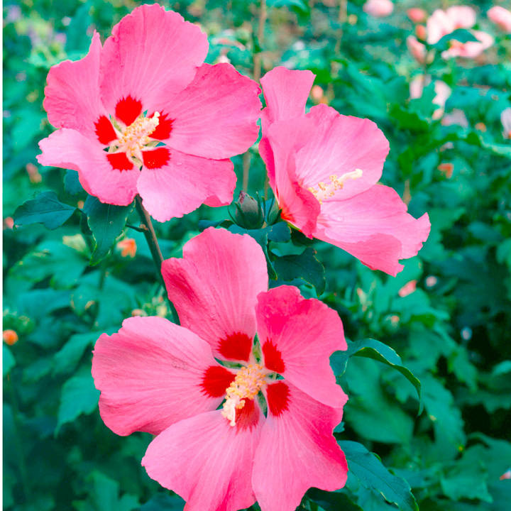 Hibiscus syriacus 'Woodbridge' image
