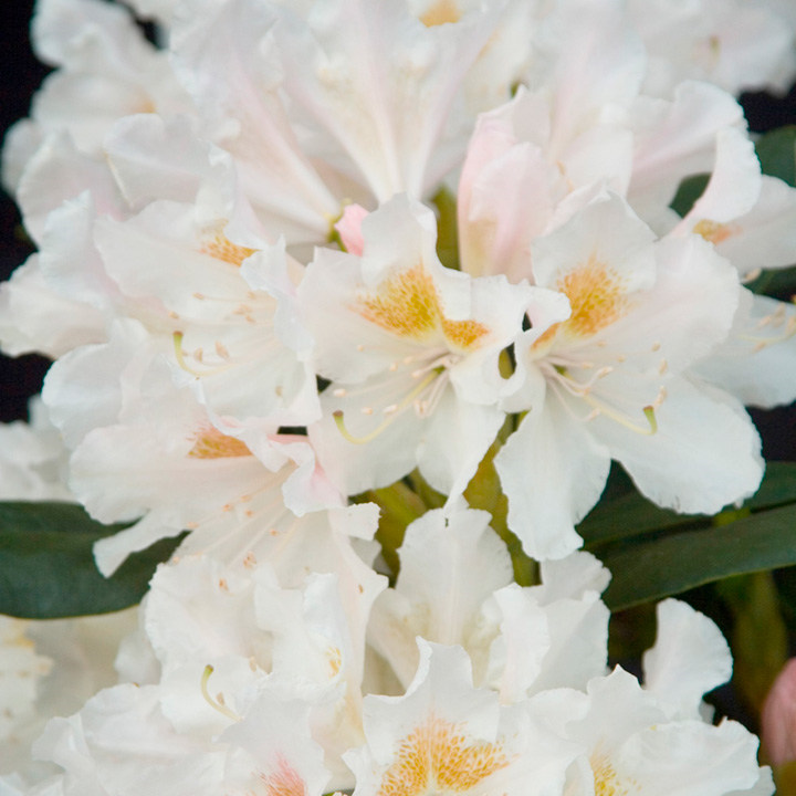 Rhododendron 'Cunningham's White' image