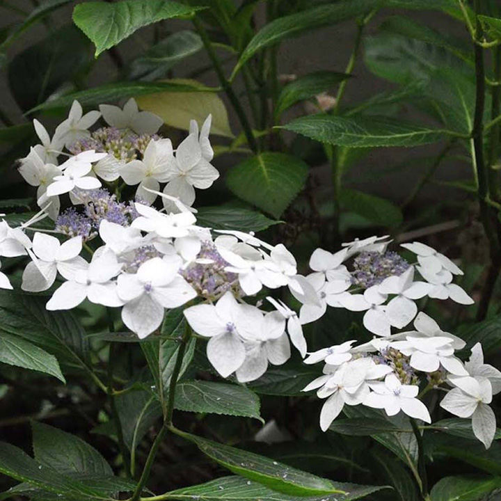 Hydrangea macrophylla 'Lanarth White' image