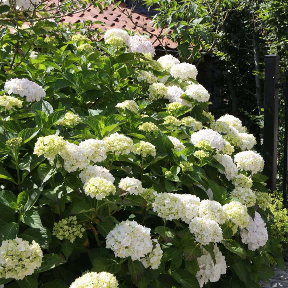 Hydrangea macrophylla 'Soeur Therese' image