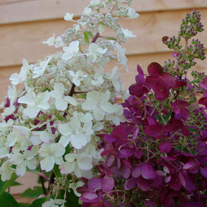 Hydrangea paniculata 'Candlelight' image