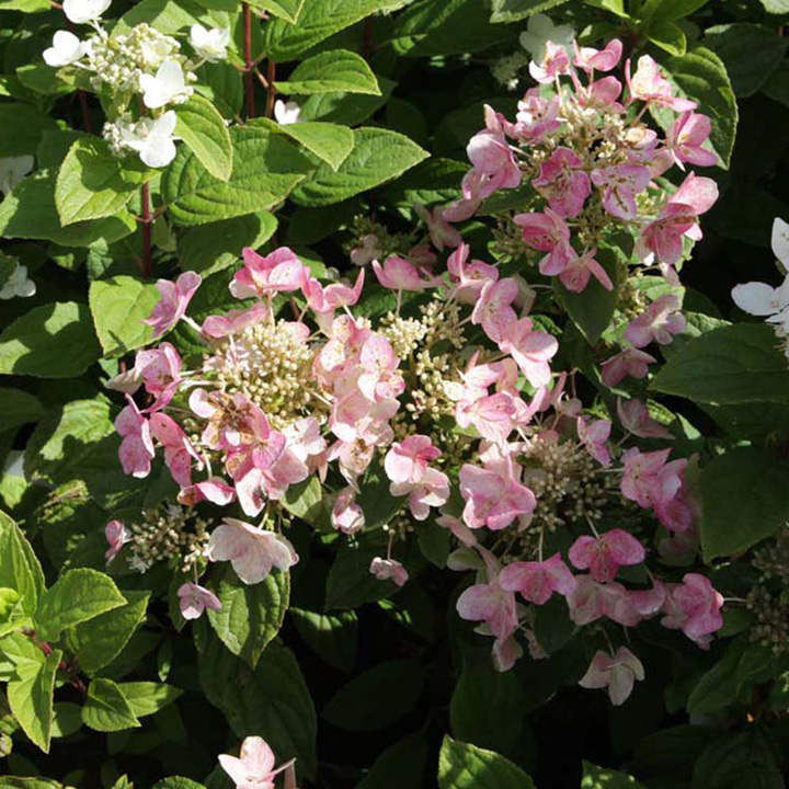 Hydrangea paniculata 'Dart's Little Dot' image