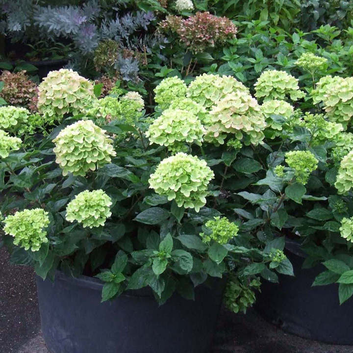 Hydrangea paniculata 'Little Lime' image