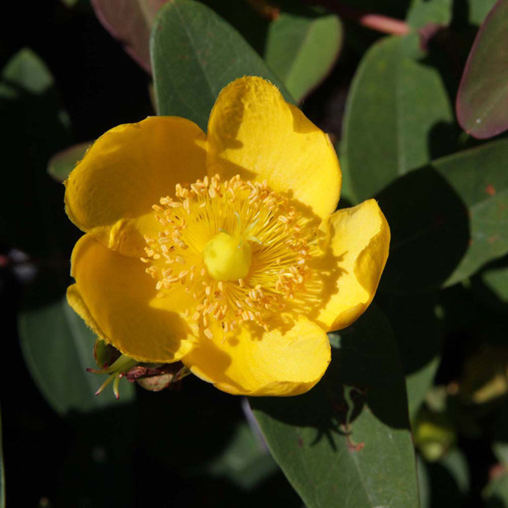 Hypericum x dummeri 'Peter Dummer' image